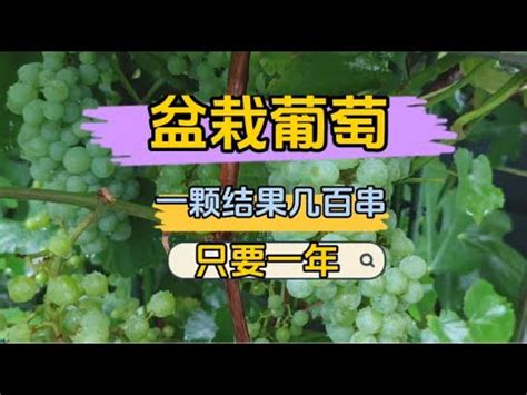 種葡萄 盆栽|葡萄盆栽神技：輕鬆種出甜果